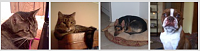 Pet thumbnails.png