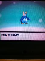 Pingu Evolves.JPG