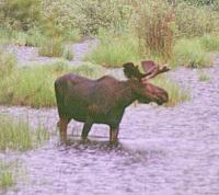 Bull_in_Shallow_Water.jpg