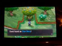 4. Oran Berries from Trees.JPG