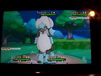 5. Furfrou Poodle.JPG