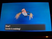 11. Fletchinder Evolving.JPG