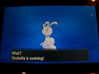 15. Sliggoo evolving.JPG