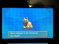 Shiny Poochyena.jpg