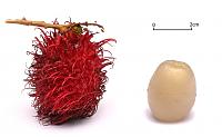 Rambutan_white_background_alt.jpg