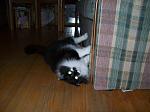 Cat attepts to climb couch sideways: Attempt 2