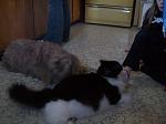 This is a pic of my cat laying beside my old labradoodle, a couple weeks before we put our dog down. Also before we re-did the kitchen floor.