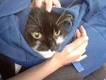 Backpack cat.