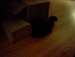 She love those boxes!