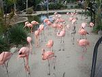 FLAMINGOS YAY!!!