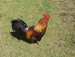 Chickens are one of the most populated birds on the island of Kauaʻi.
