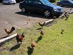 Lots of Kauaʻi chickens