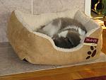 A rare moment when she actually uses her kitty bed.