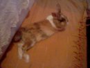 my rabbit 2 years later(i have uploaded a photo when it was a baby)