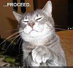 funny pictures proceed cat
