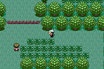 Pokemon Emerald 02