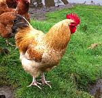 Guys, it's Retweet! =D