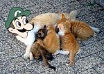 A mama Weegee feeds its kittens.