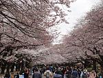 Ueno Park