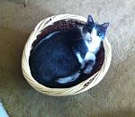 He took the basket for himself. :L