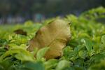 Dried leaf on lots of leaves (hedge?). This demonstrates the benefits of the large APS-C sensor - and the depth of field flexibility that it provides.