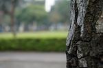 Having an always-on rule-of-thirds grid is something I like a lot on my NEX-5R. Also, bokeh.