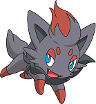 Zorua
