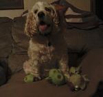 Kirby and his thousands of fish toys that he always chews to shreds.